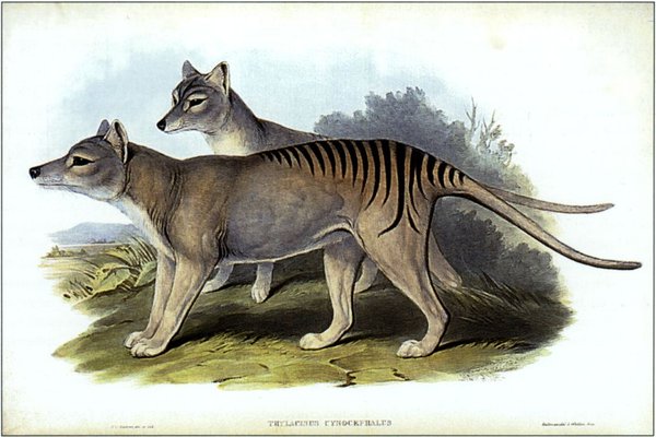animal